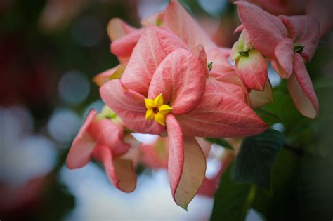 plants of the philippines.
